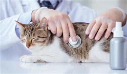 猫咪如果出现这5种症状，可能是生病的征兆！铲屎官需注意起来