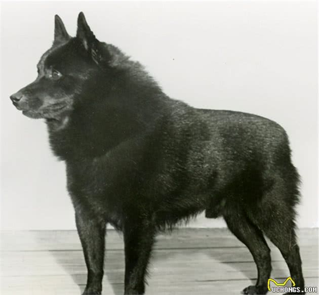 寻根问祖系列（16）：西帕基犬（Schipperke）