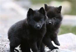 寻根问祖系列（16）：西帕基犬（Schipperke）