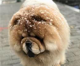我为什么养松狮犬，这些原因够不够？