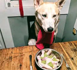 狗狗营养不良，不是拼命给食物就行，营养不均衡越吃越瘦