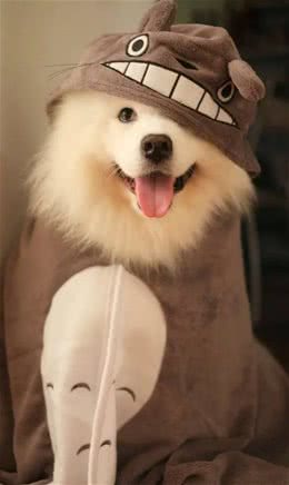 狗粮挑选技巧