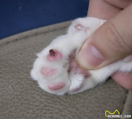 为什么比熊犬不让人摸爪子？原来它有难言之隐