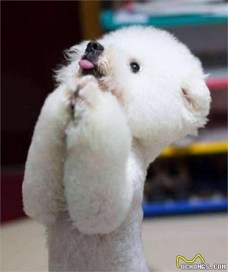 为什么比熊犬不让人摸爪子？原来它有难言之隐