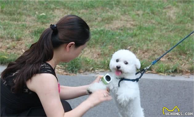 为什么比熊犬不让人摸爪子？原来它有难言之隐