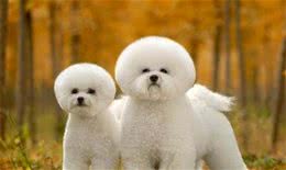 为什么比熊犬不让人摸爪子？原来它有难言之隐