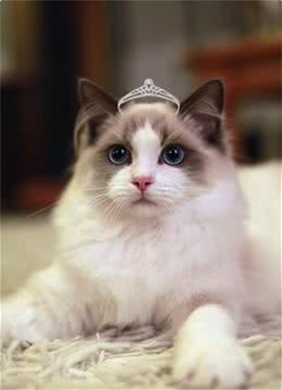 被称为“猫中仙女”的布偶猫，到底有什么吸引人之处呢？