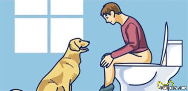 主人想去洗手间，发现狗狗也跟着，它也想尿尿？原因有三点