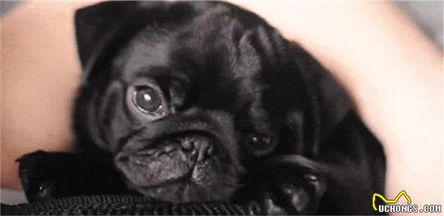 15种最懒惰的犬种，适合下班后精疲力尽的你