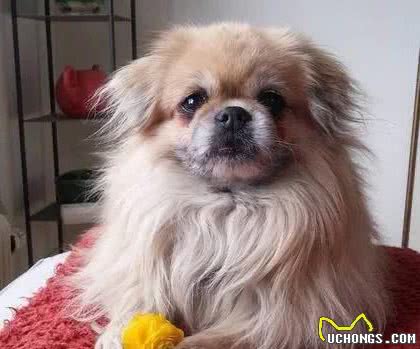 15种最懒惰的犬种，适合下班后精疲力尽的你