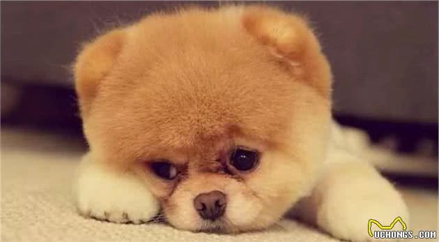 狗狗指甲太长该如何处理？