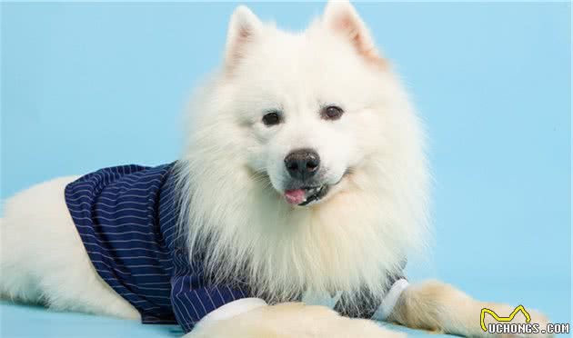 耐寒的6种狗狗，不要给它们穿厚衣服，束缚它们