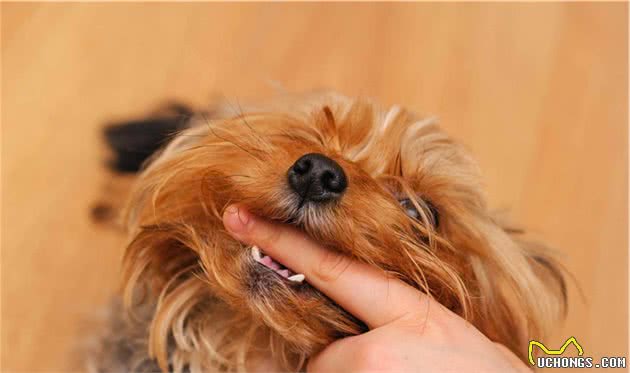 连主人都咬！比特犬、藏獒等，有攻击性的狗狗是天生的？