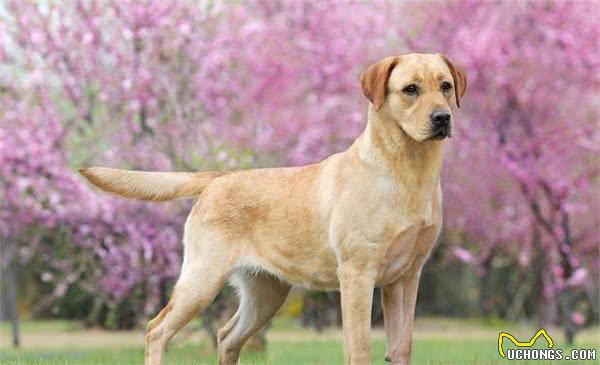 拉布拉多犬如何，好养吗？