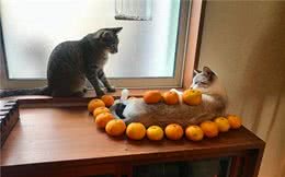 暹罗猫阻挠铲屎官写作业，可主人完全不为所动，网友：是个人才