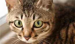 “最容易饲养”的6种猫咪，新手铲屎官也能得心应手