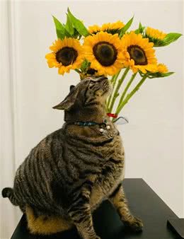 为什么有些国人不喜欢狸花猫呢？