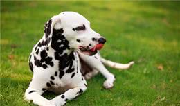 FCI第6组：嗅觉猎犬及相关犬种组代表犬种（比格、大麦町）