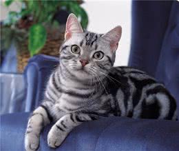 自从养了“美短猫”，我就不想养其它猫咪了