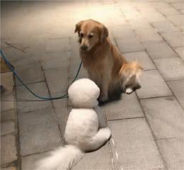 超可爱比熊犬侧脸肉肉的好想捏，谁看了不想养