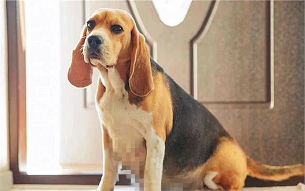 辟谣，狗狗孕吐未必是身怀幼犬？铲屎官需小心爱犬假孕伤害身体