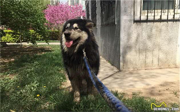 狗狗排泄完也会刨土，这并非是被猫咪教坏，而是在划定厕所区域