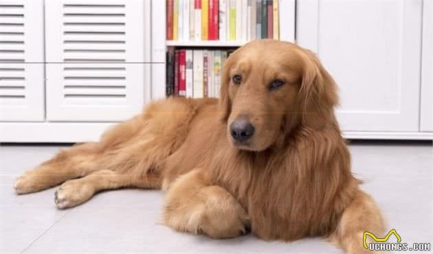 金毛具有敏锐的嗅觉、高的智商，为什么不能成为追踪犬和防暴犬？