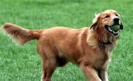 金毛具有敏锐的嗅觉、高的智商，为什么不能成为追踪犬和防暴犬？