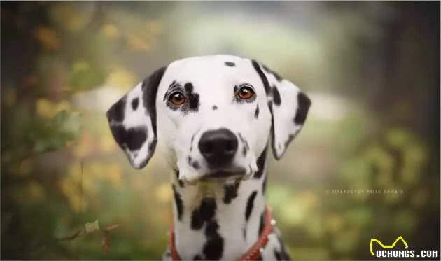 勇猛的“非洲猎狮者”，罗得西亚脊背犬