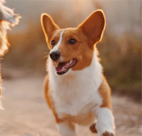 狗狗鼻子变得干燥一定是疾病所致吗？狗狗鼻子干燥的原因有哪些
