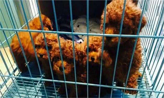 别吃亏！这6种泰迪犬不能买，不然你会后悔