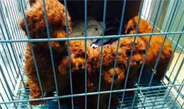 别吃亏！这6种泰迪犬不能买，不然你会后悔