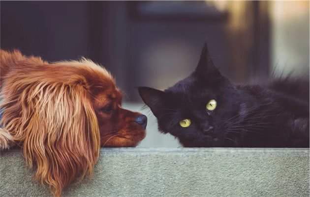 不是只有猫才会得肾脏病，狗狗肾脏病原因与饮食