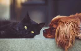 不是只有猫才会得肾脏病，狗狗肾脏病原因与饮食