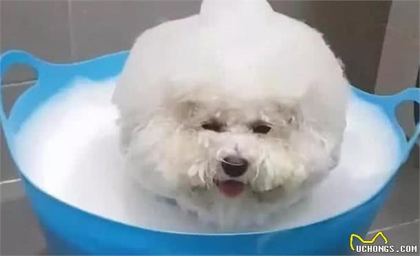 冬天了，比熊犬究竟怕不怕冷？需要穿衣服吗？