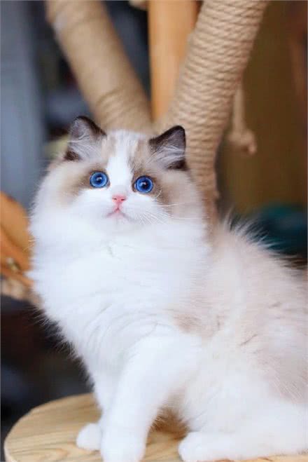 布偶猫小知识：如果你还不了解这些知识，说明你不够爱布偶猫