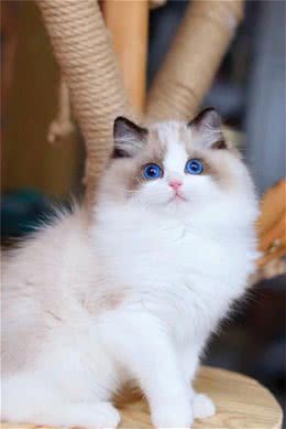 布偶猫小知识：如果你还不了解这些知识，说明你不够爱布偶猫