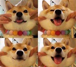 柴犬的5大特点，看完你还会养吗？