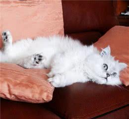 猫咪品种篇：金吉拉