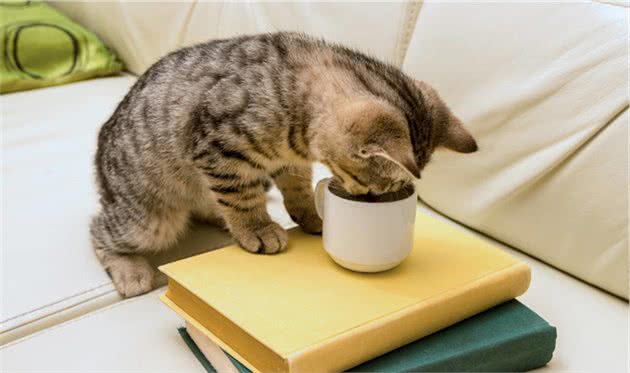在猫喝水这件事上，猫的心思很有趣