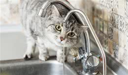 在猫喝水这件事上，猫的心思很有趣