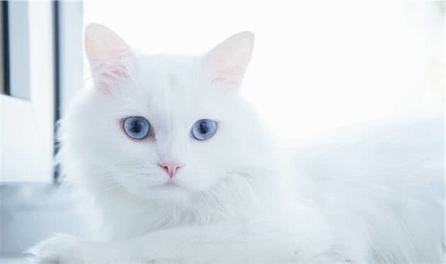 世界名猫-土耳其安哥拉猫