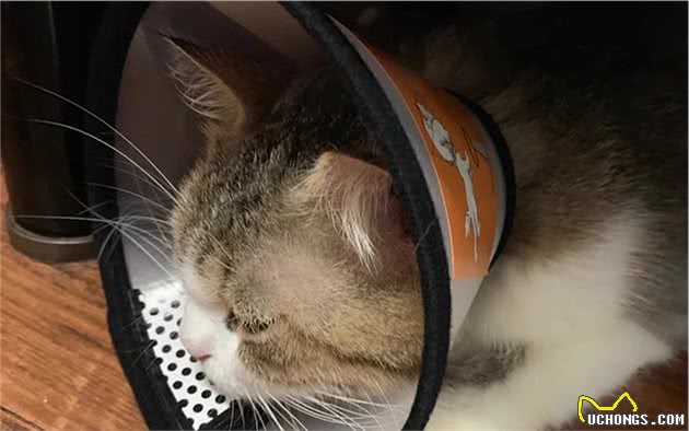辟谣，猫咪摇头、抓耳只是耳螨作祟？小心变成严重的外耳炎
