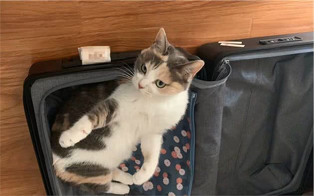 辟谣，猫咪摇头、抓耳只是耳螨作祟？小心变成严重的外耳炎