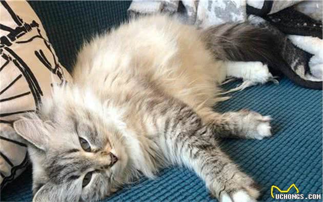 辟谣，猫咪摇头、抓耳只是耳螨作祟？小心变成严重的外耳炎