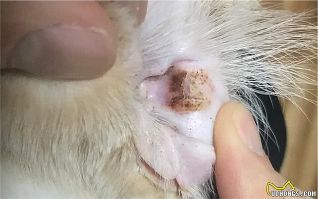 辟谣，猫咪摇头、抓耳只是耳螨作祟？小心变成严重的外耳炎