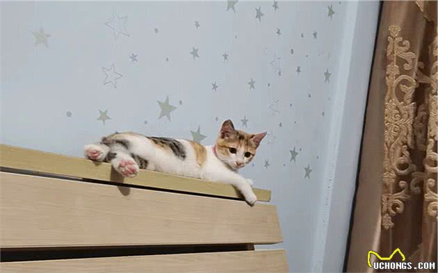 辟谣，猫咪摇头、抓耳只是耳螨作祟？小心变成严重的外耳炎
