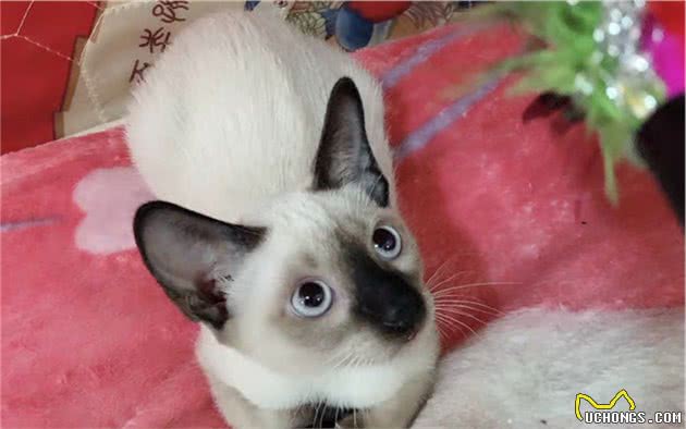 辟谣，猫咪摇头、抓耳只是耳螨作祟？小心变成严重的外耳炎