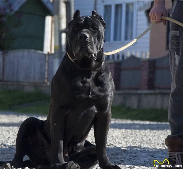 力量足，智商低，猛犬中的4大莽夫，其中它被称为斗犬永动机