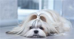 曾经的皇室宠物，如今为什么沦为“土狗”，西施犬：你会选择我吗